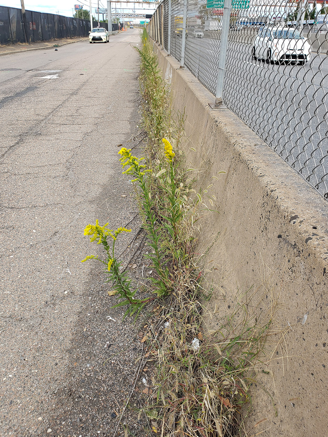 Saltmarsh Goldenrod grown out of a highway median