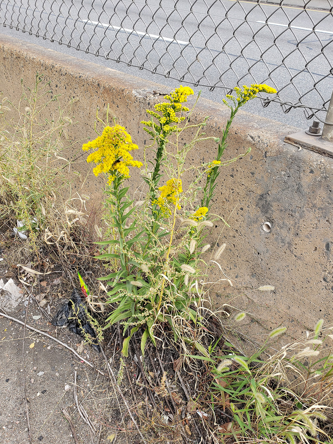 Saltmarsh Goldenrod grown out of a highway median