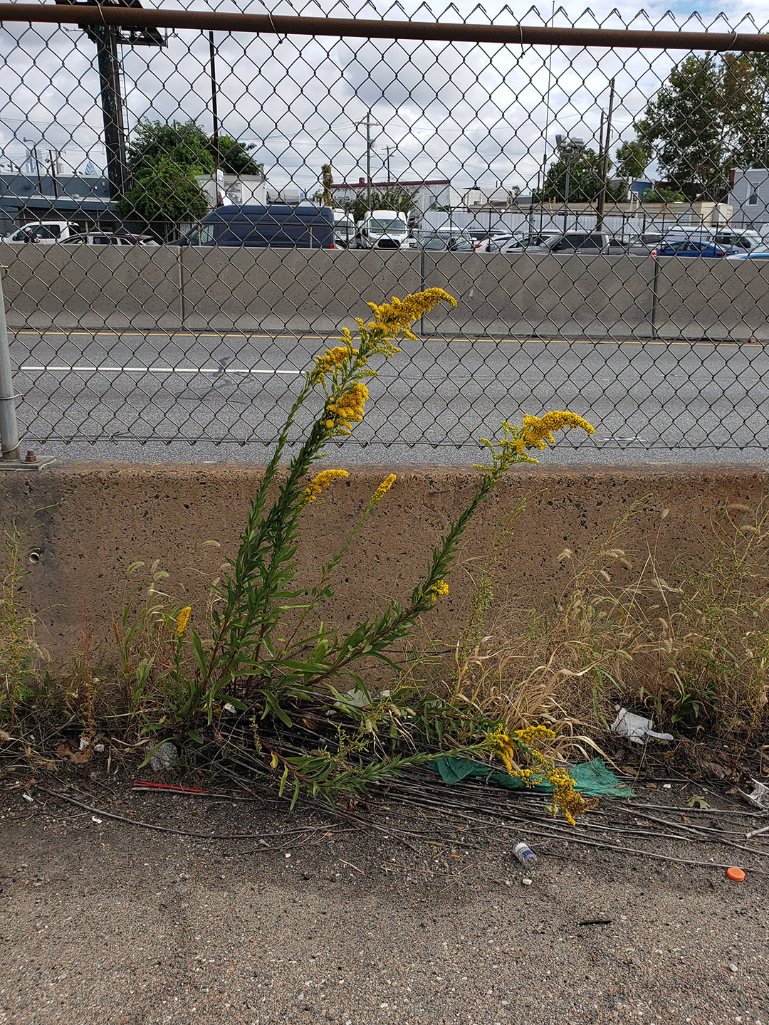 Saltmarsh Goldenrod grown out of a highway median