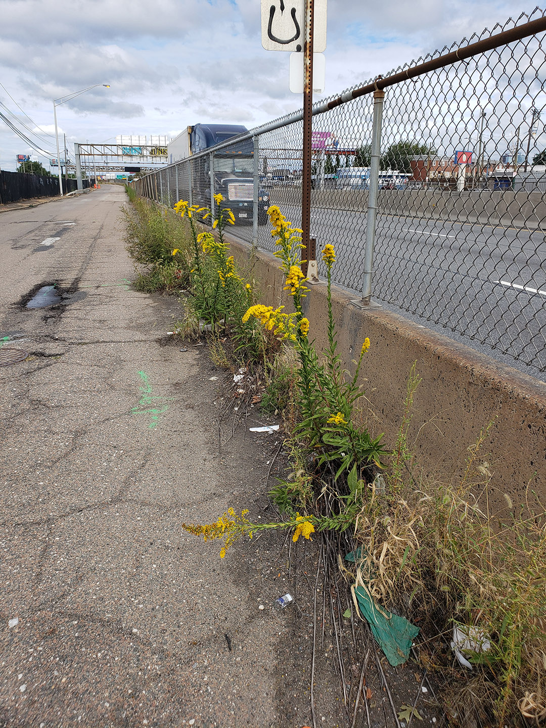 Saltmarsh Goldenrod grown out of a highway median