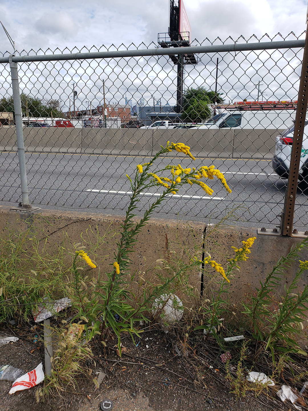 Saltmarsh Goldenrod grown out of a highway median