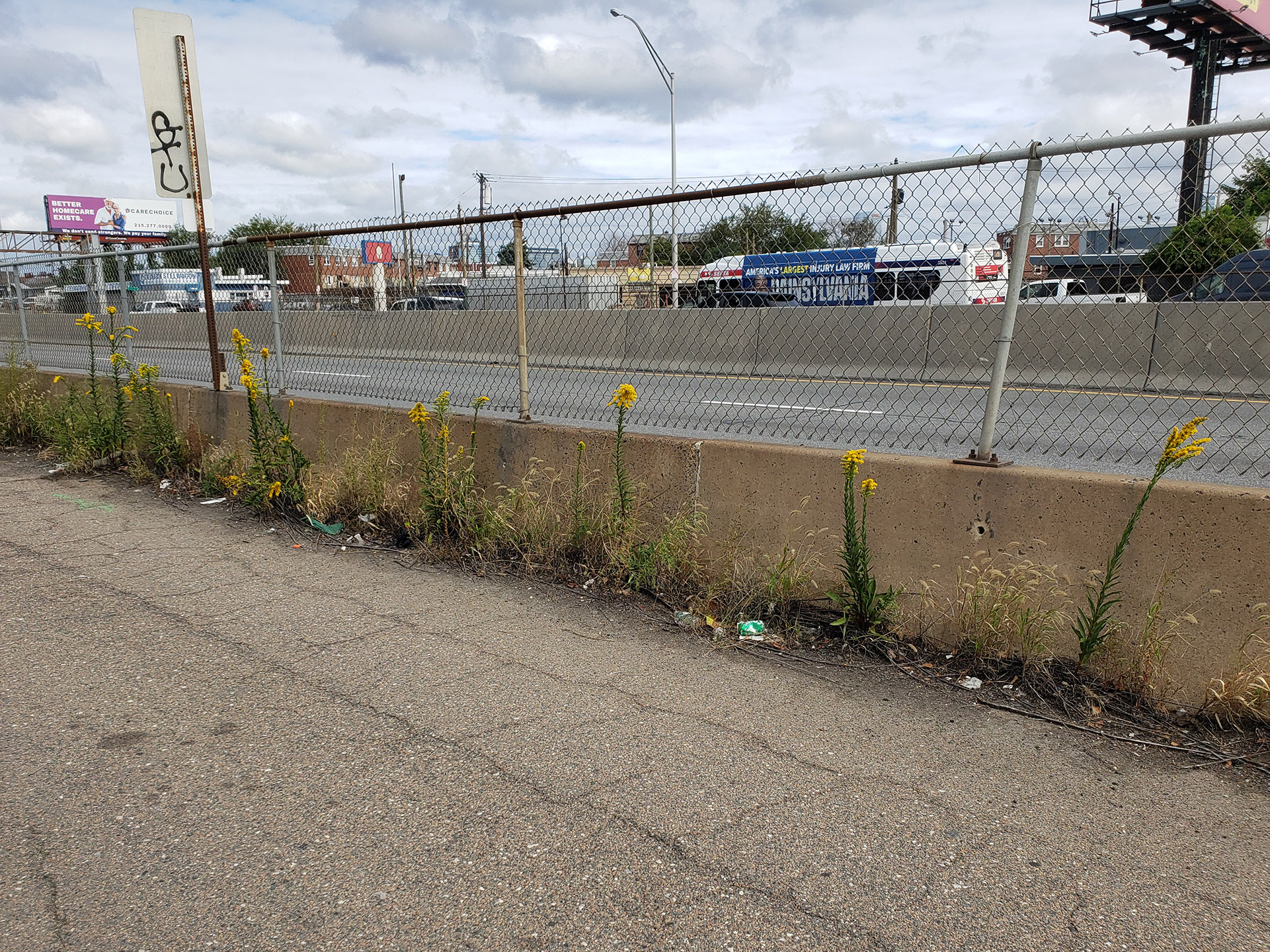 Saltmarsh Goldenrod grown out of a highway median
