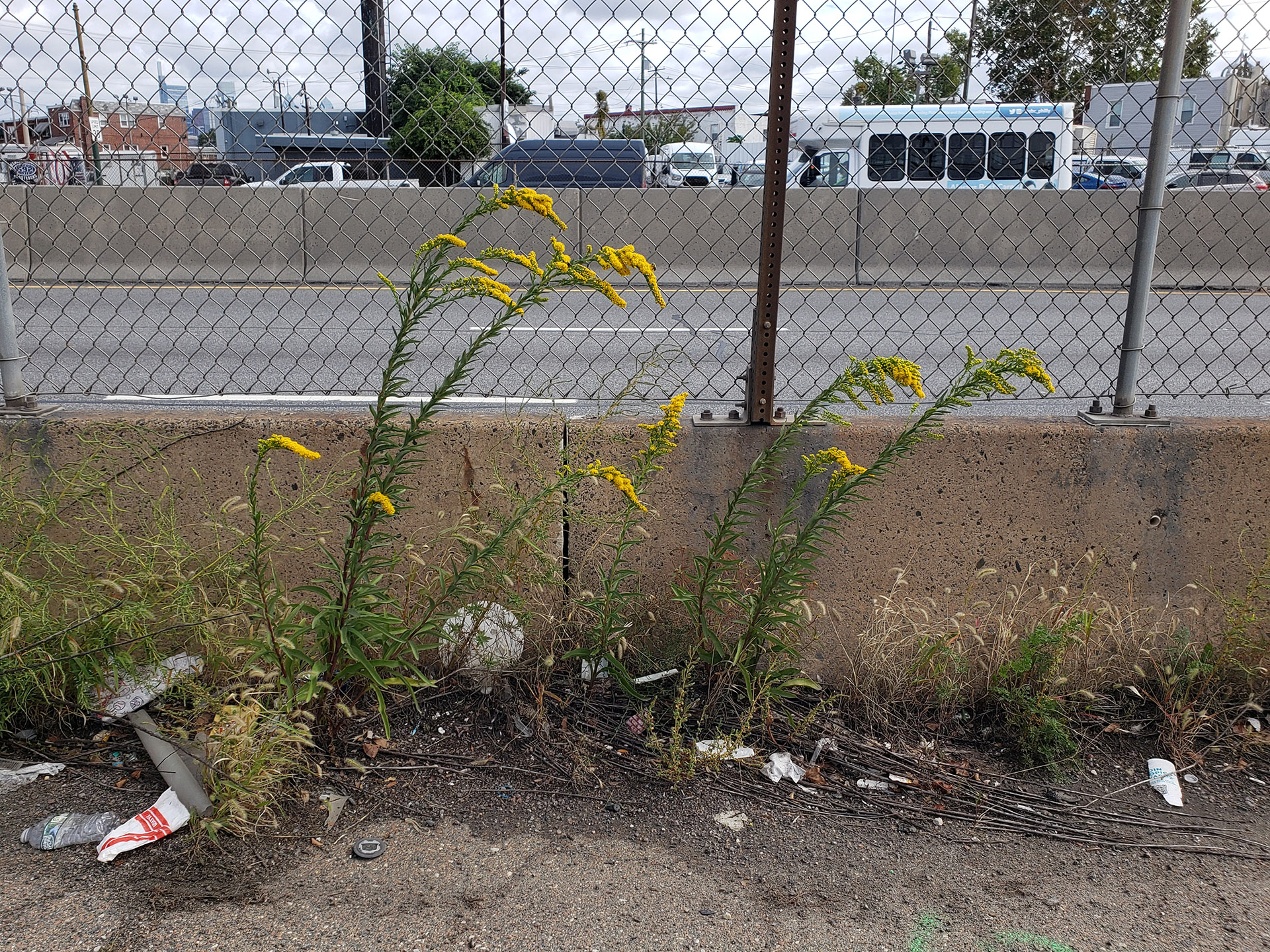 Saltmarsh Goldenrod