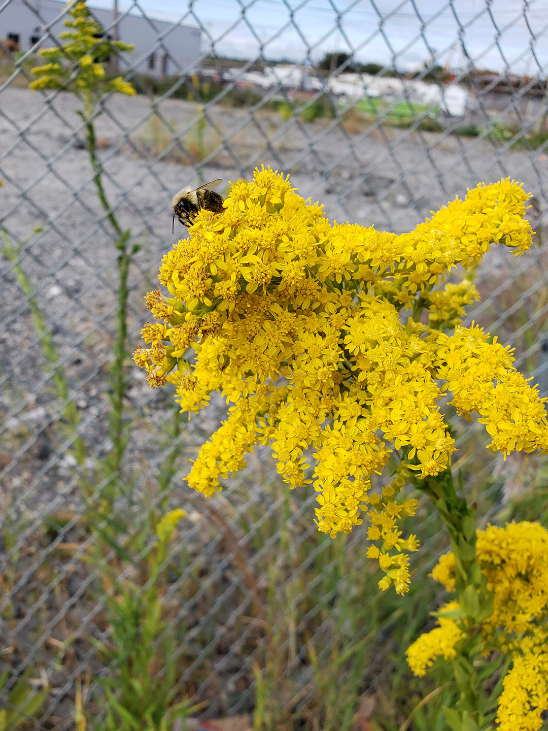Saltmarsh Goldenrod grown out of pavement