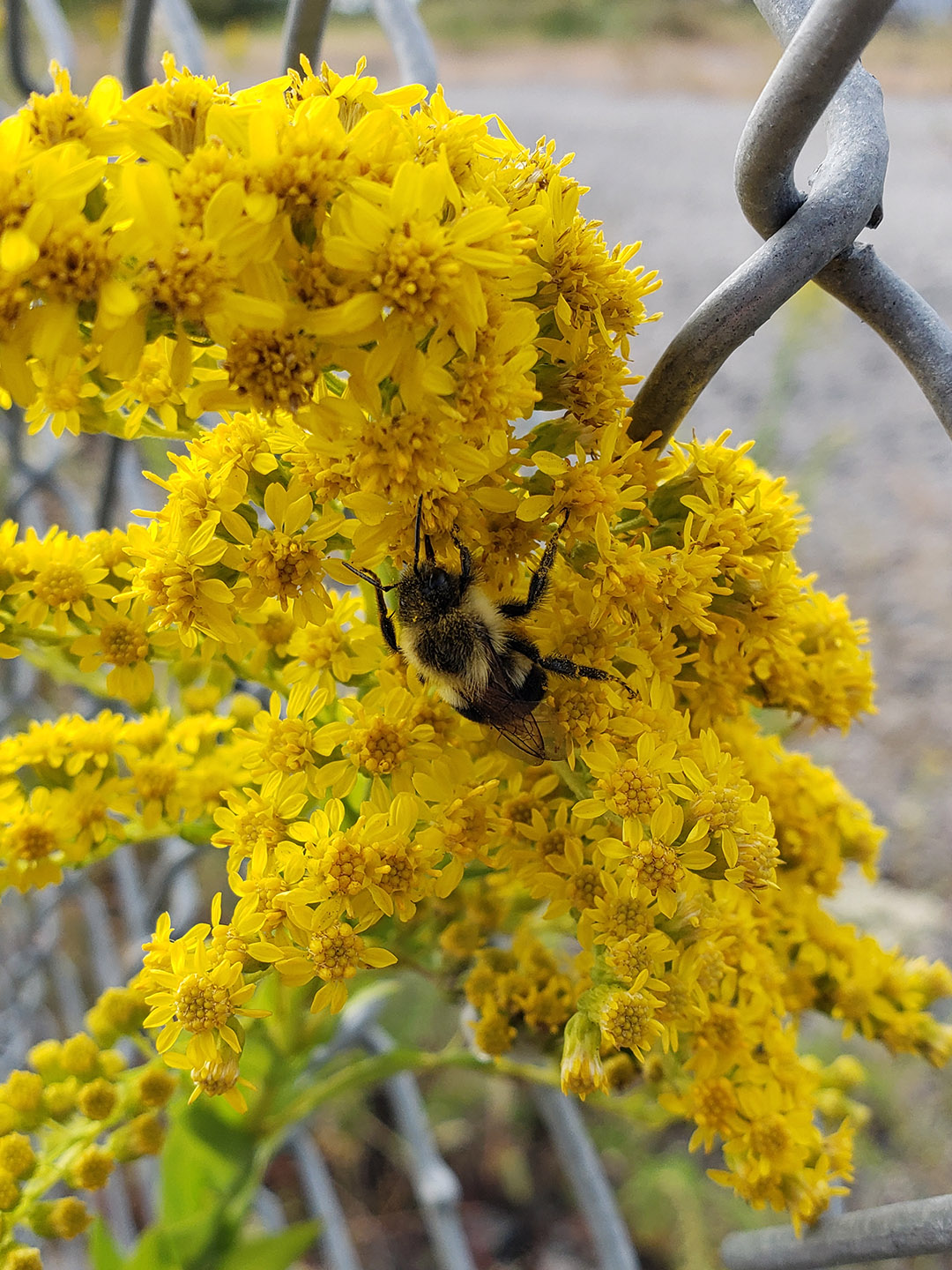 Saltmarsh Goldenrod grown out of pavement