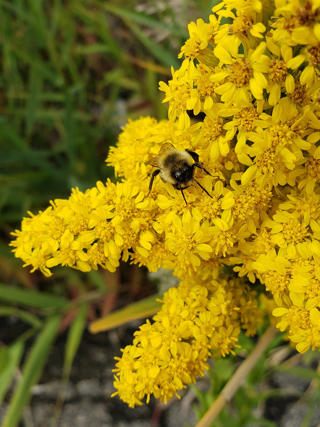 Saltmarsh Goldenrod grown out of pavement