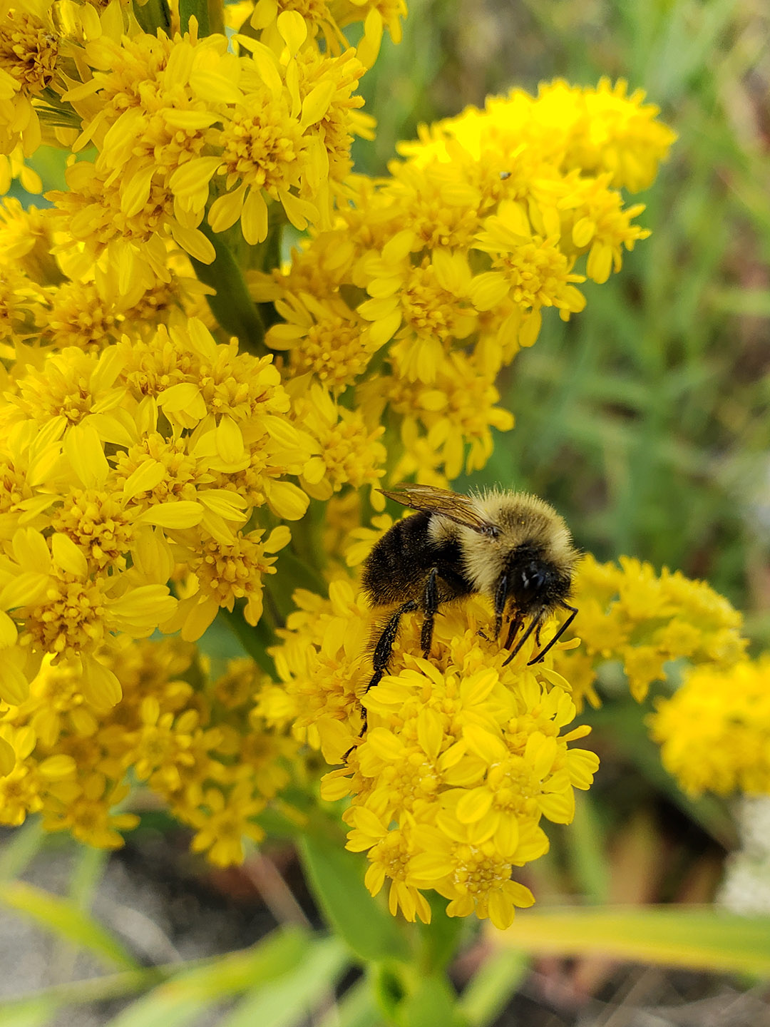Saltmarsh Goldenrod grown out of pavement