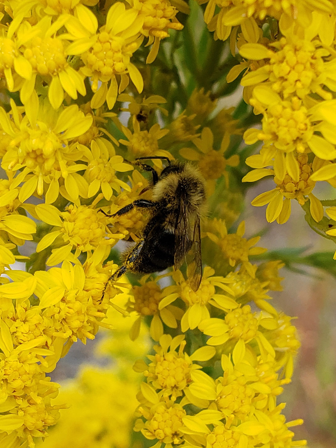 Saltmarsh Goldenrod grown out of pavement