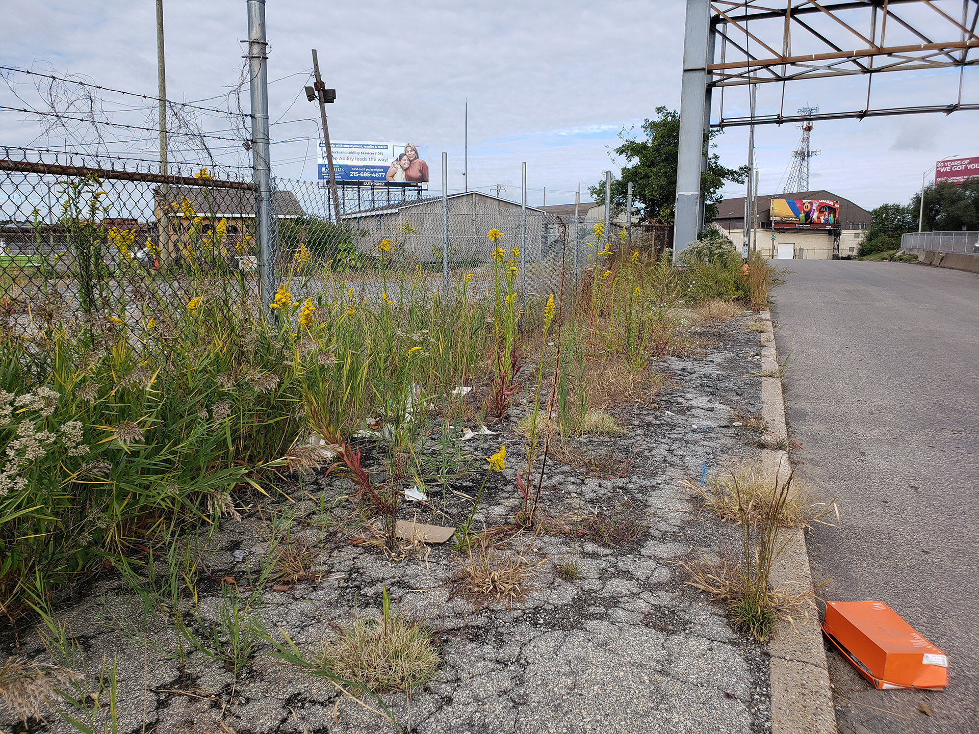 Saltmarsh Goldenrod grown out of pavement