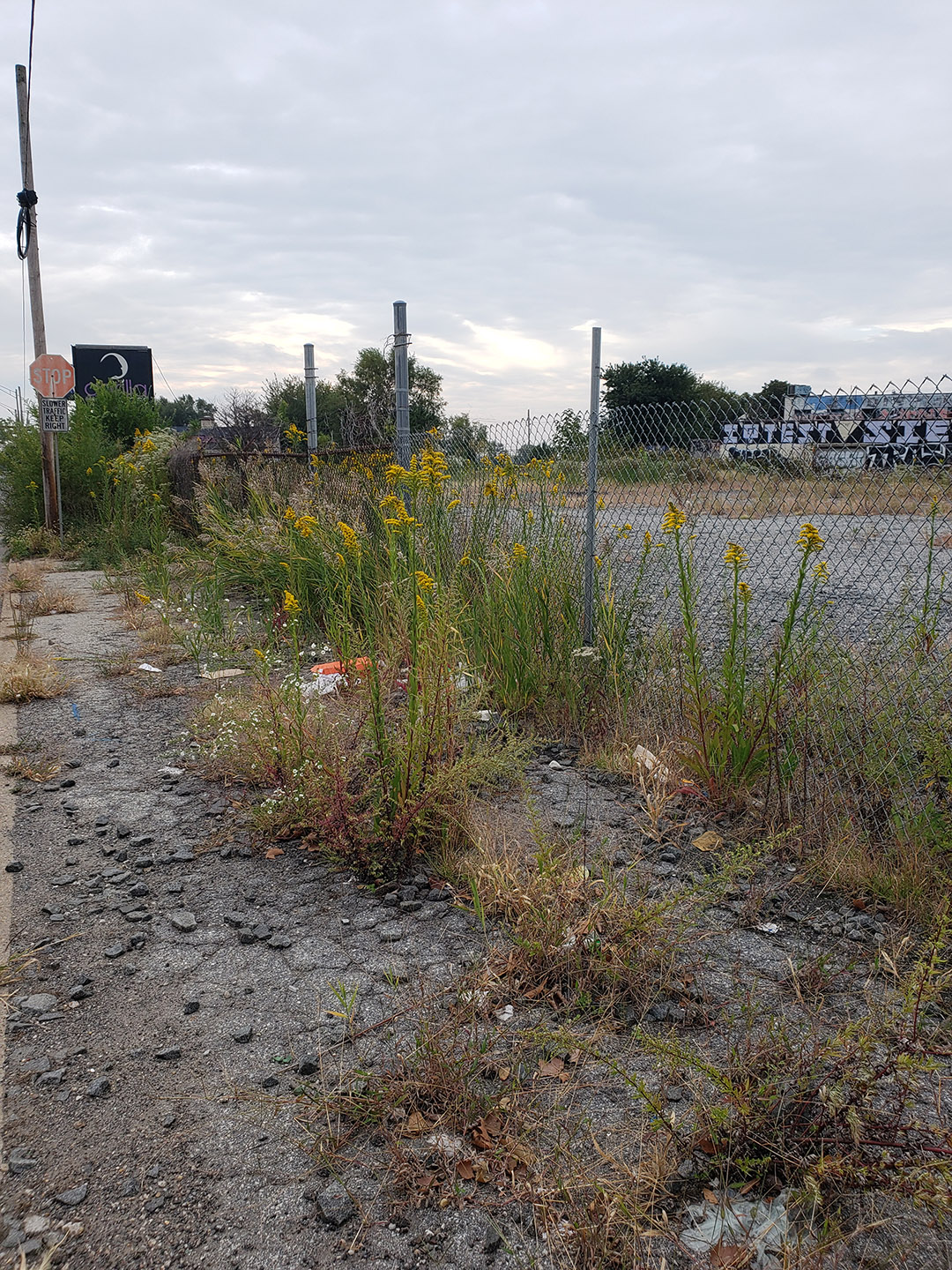 Saltmarsh Goldenrod grown out of pavement