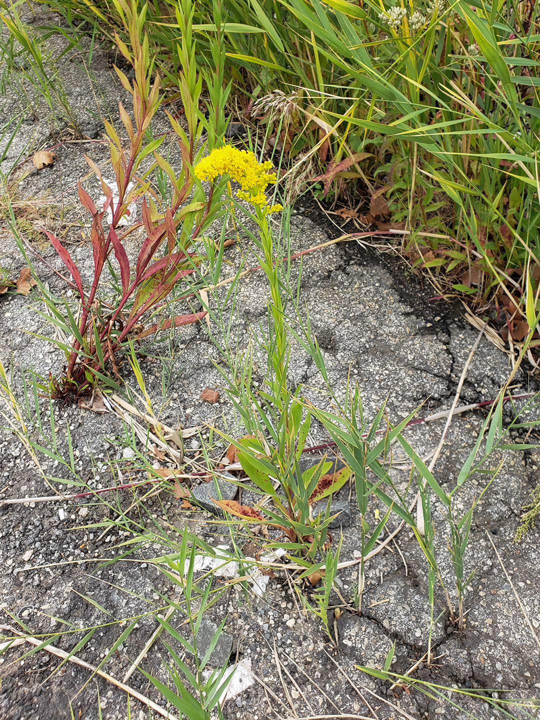 Saltmarsh Goldenrod grown out of pavement