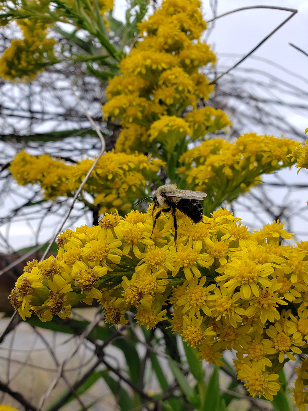 Saltmarsh Goldenrod grown out of pavement