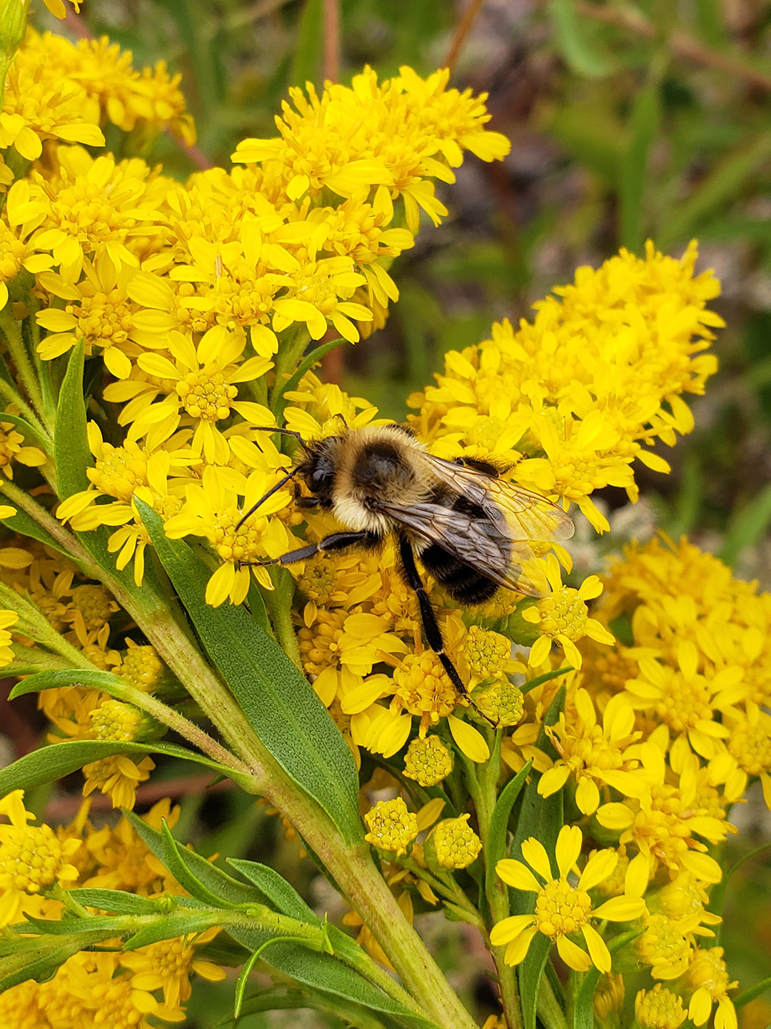 Saltmarsh Goldenrod grown out of pavement