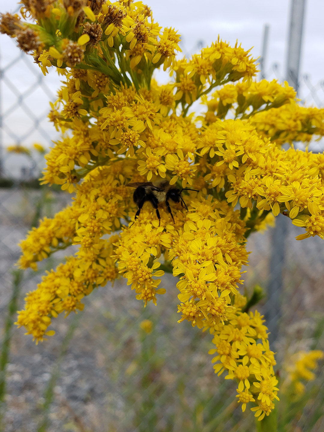 Saltmarsh Goldenrod grown out of pavement