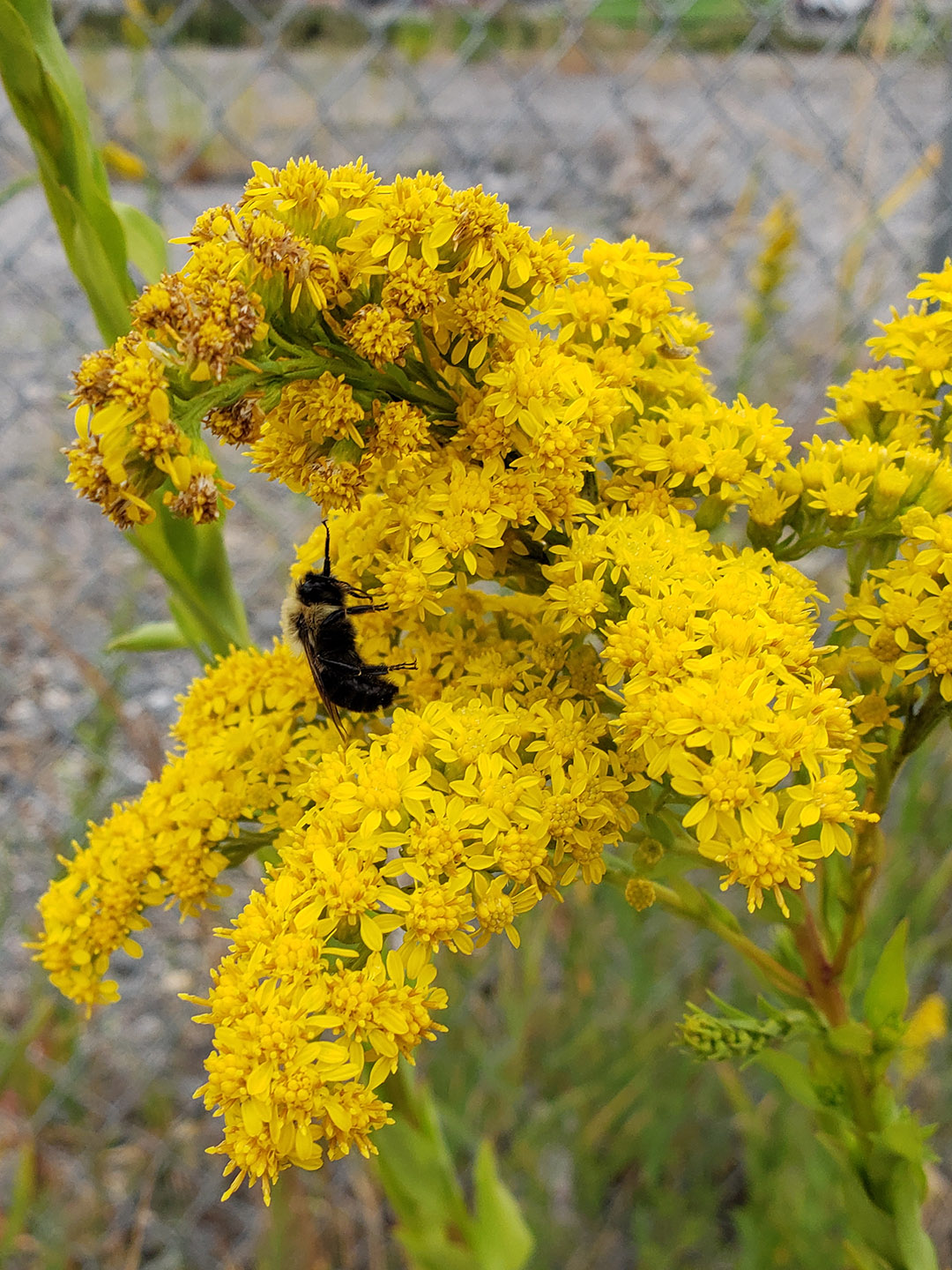 Saltmarsh Goldenrod grown out of pavement
