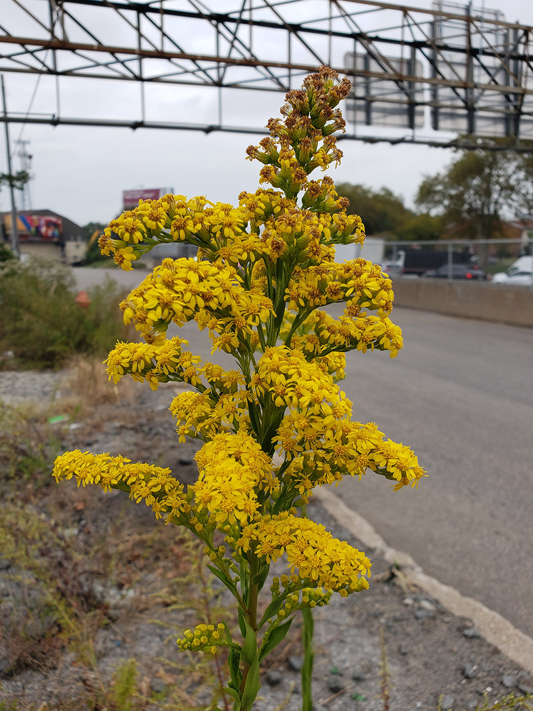 Saltmarsh Goldenrod grown out of pavement