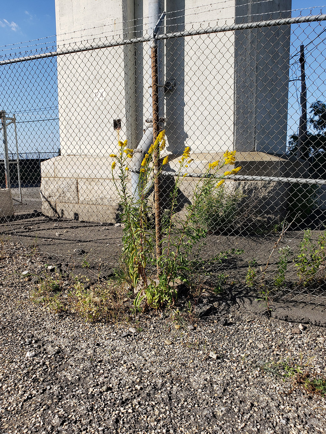 Saltmarsh Goldenrod