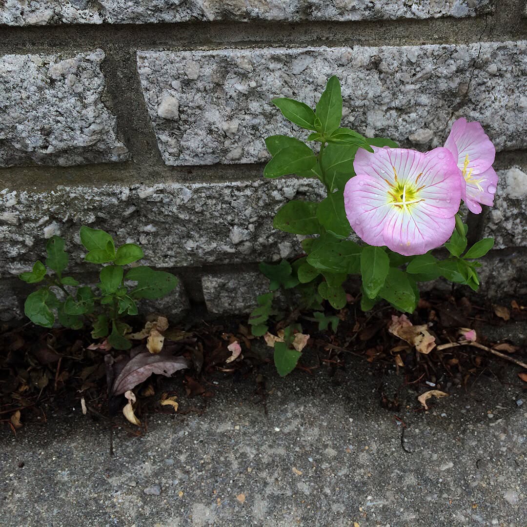Showy Evening Primrose