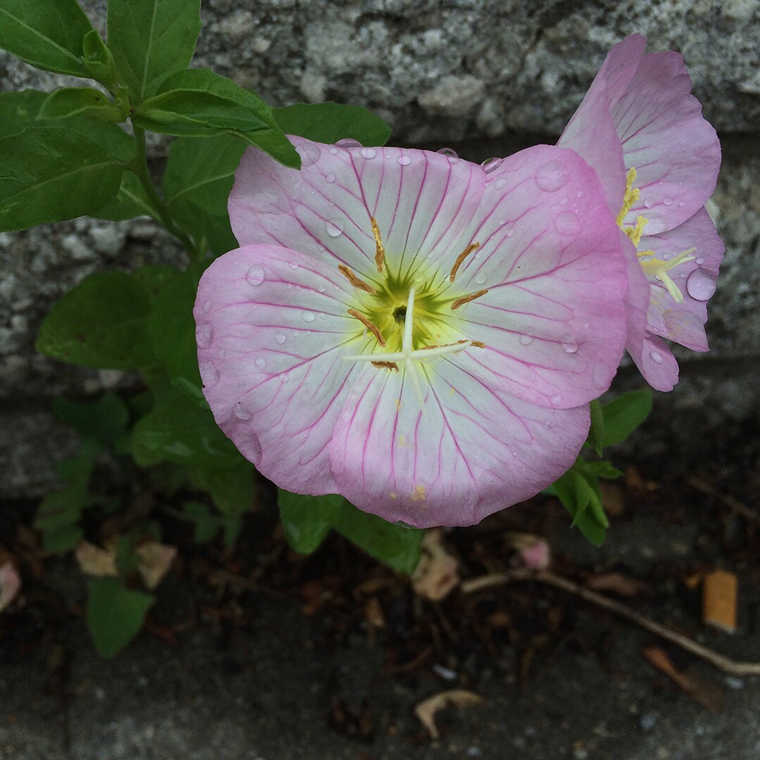 Showy Evening Primrose
