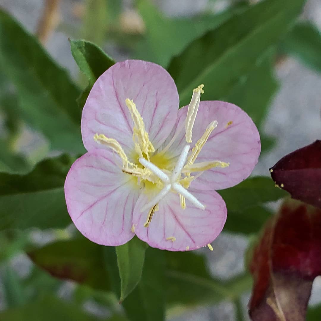 Showy Evening Primrose