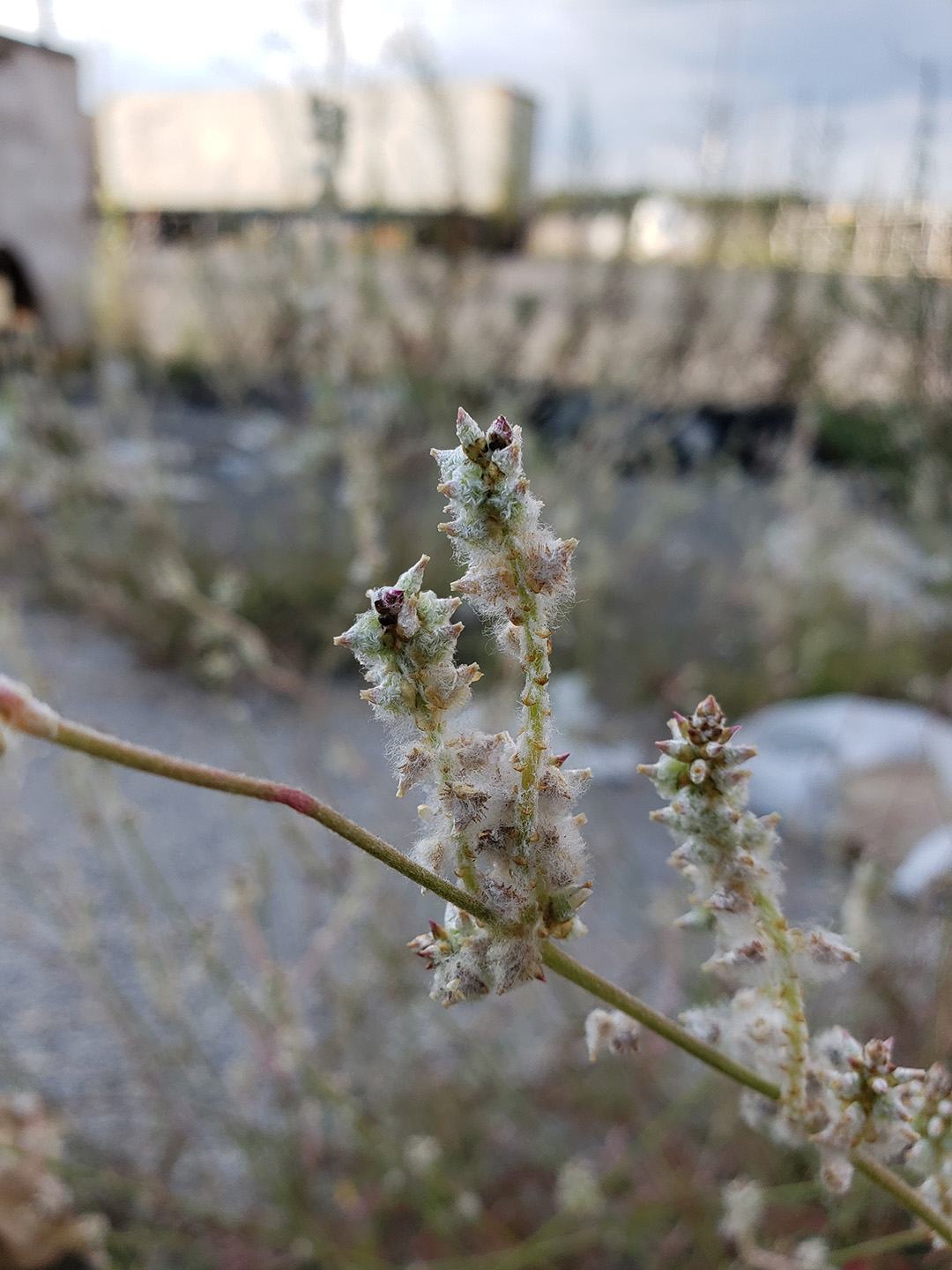 Slender Snakecotton