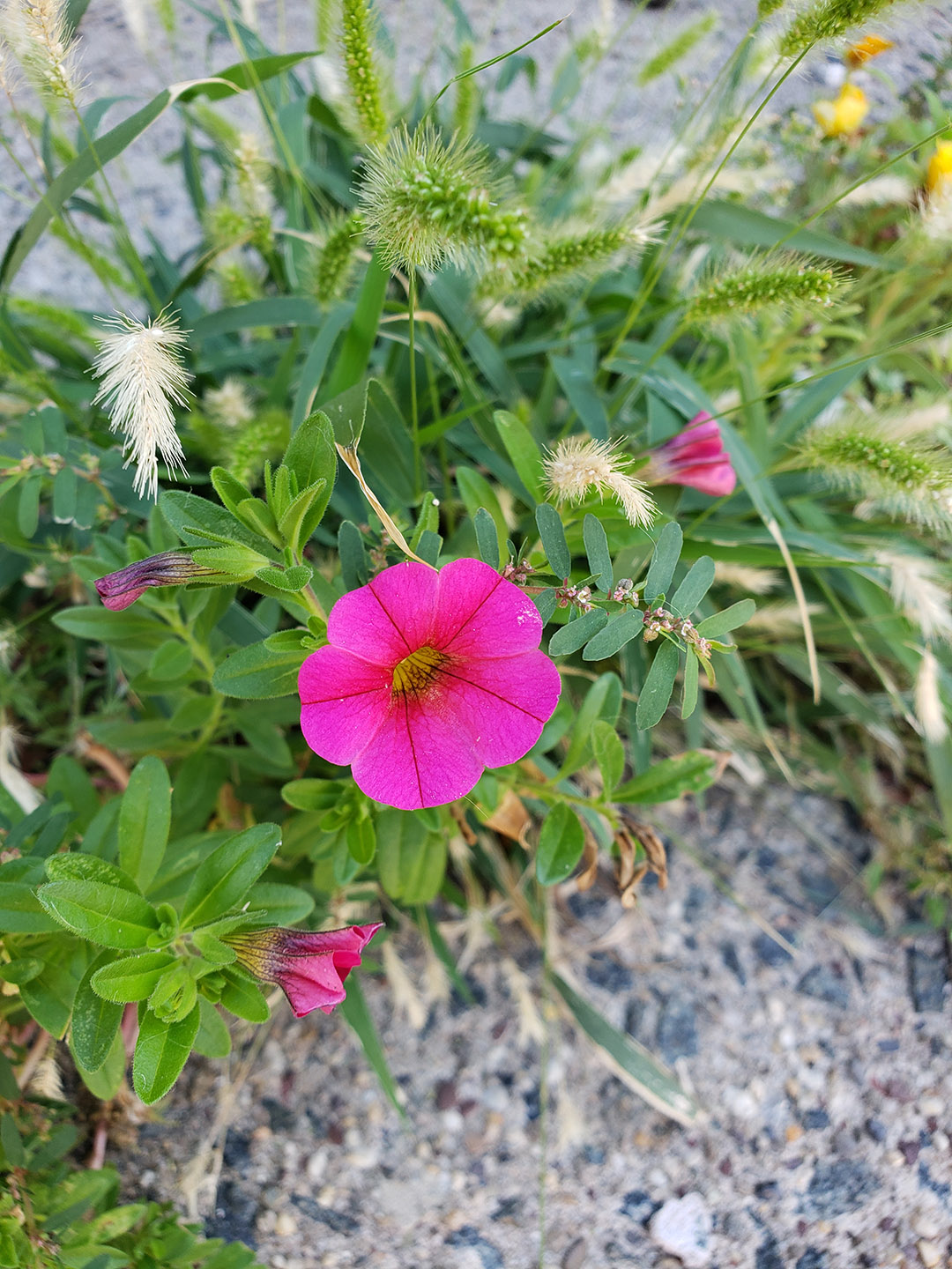 Small-Flowered Calibrachoa growing out of pavement