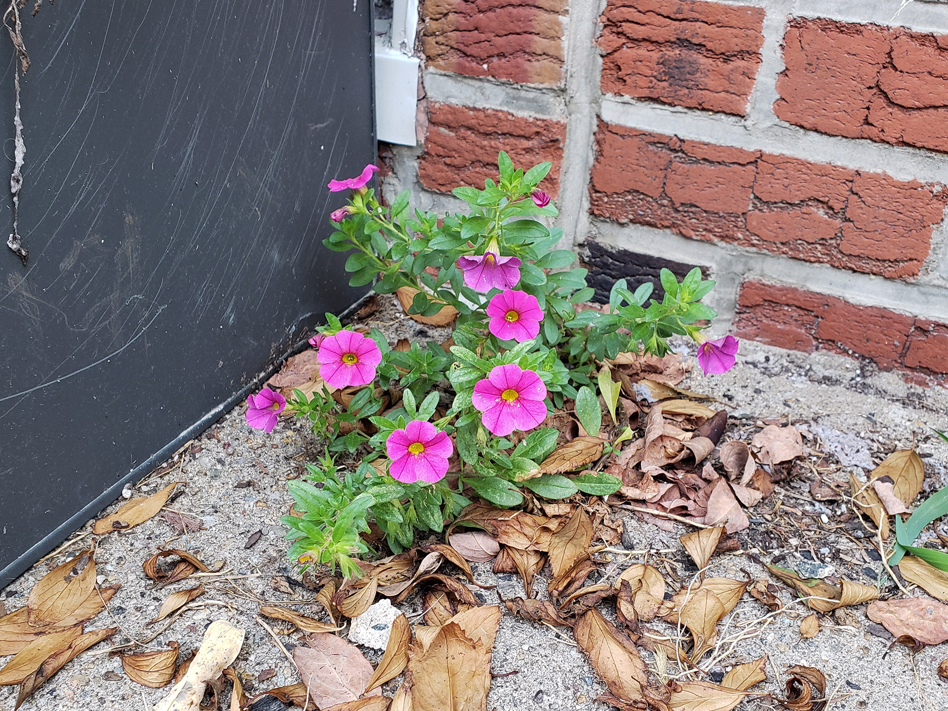 Small-Flowered Calibrachoa growing out of pavement