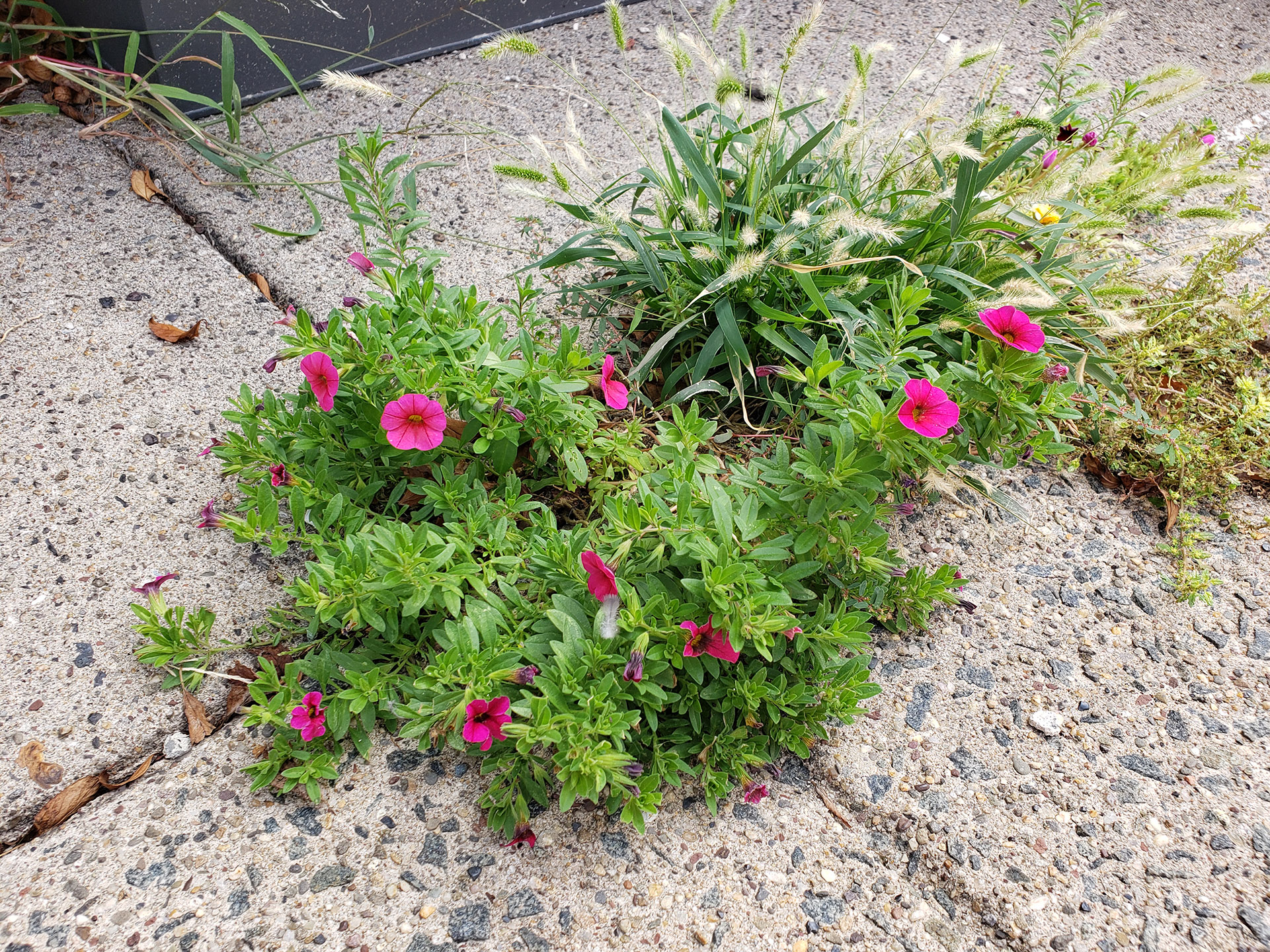 Small-Flowered Calibrachoa growing out of pavement