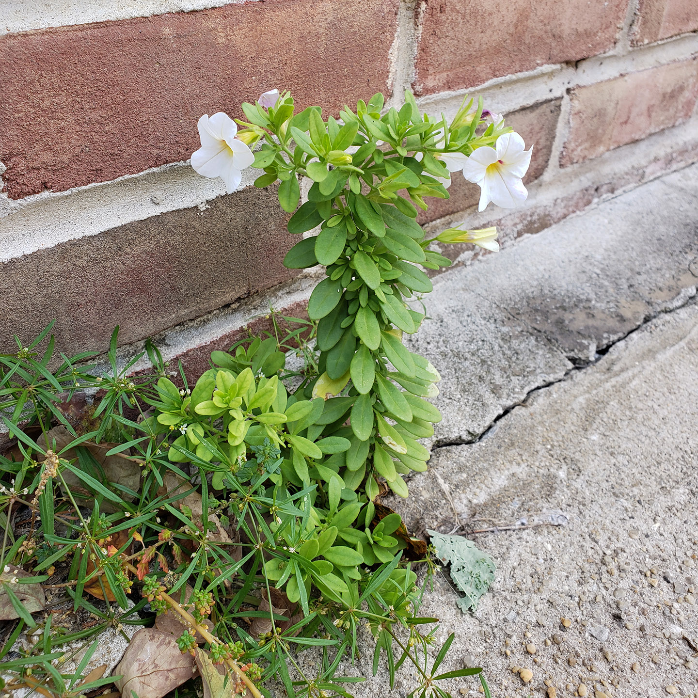 Small-Flowered Calibrachoa growing out of pavement