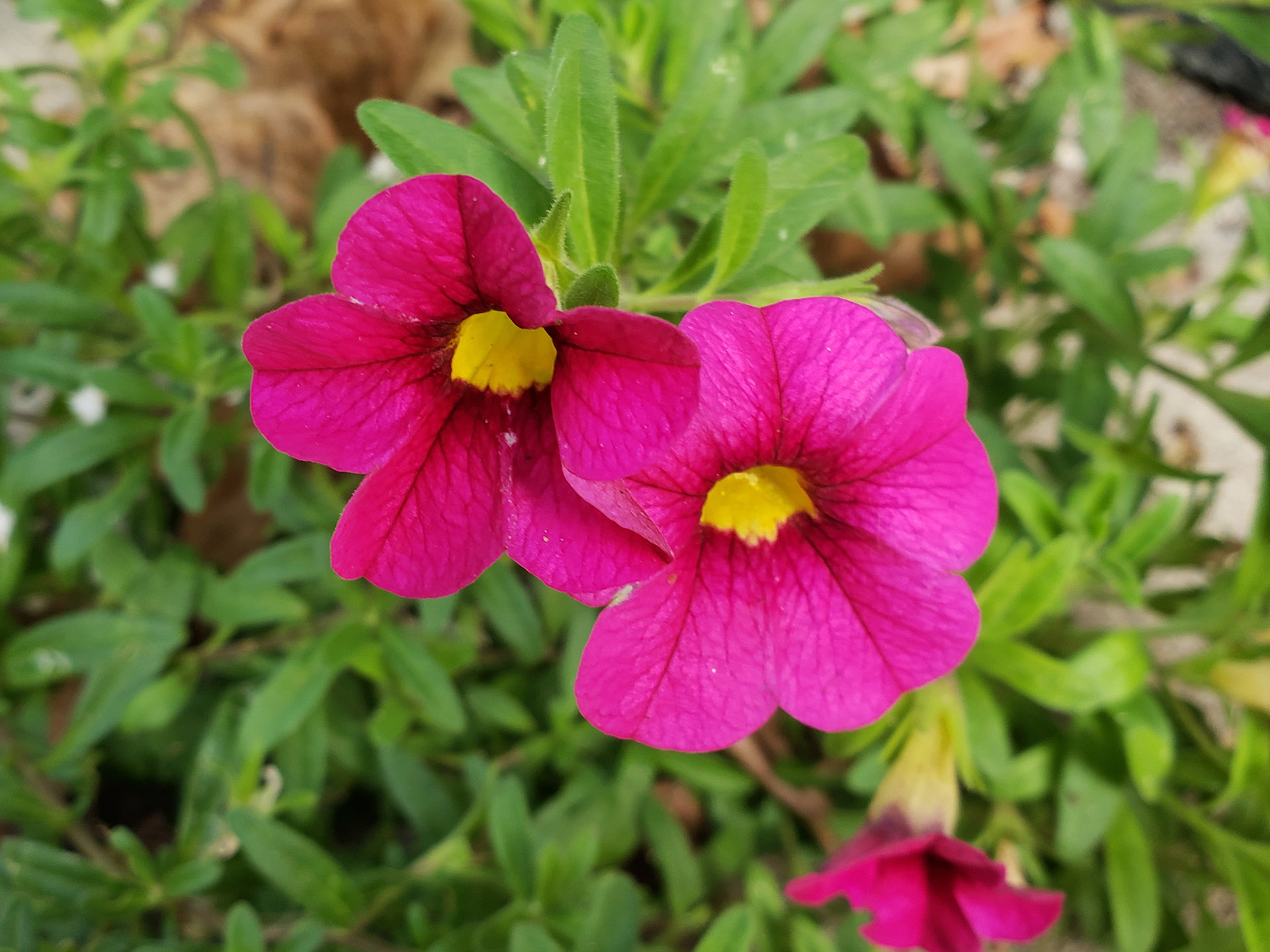 Small-Flowered Calibrachoa growing out of pavement