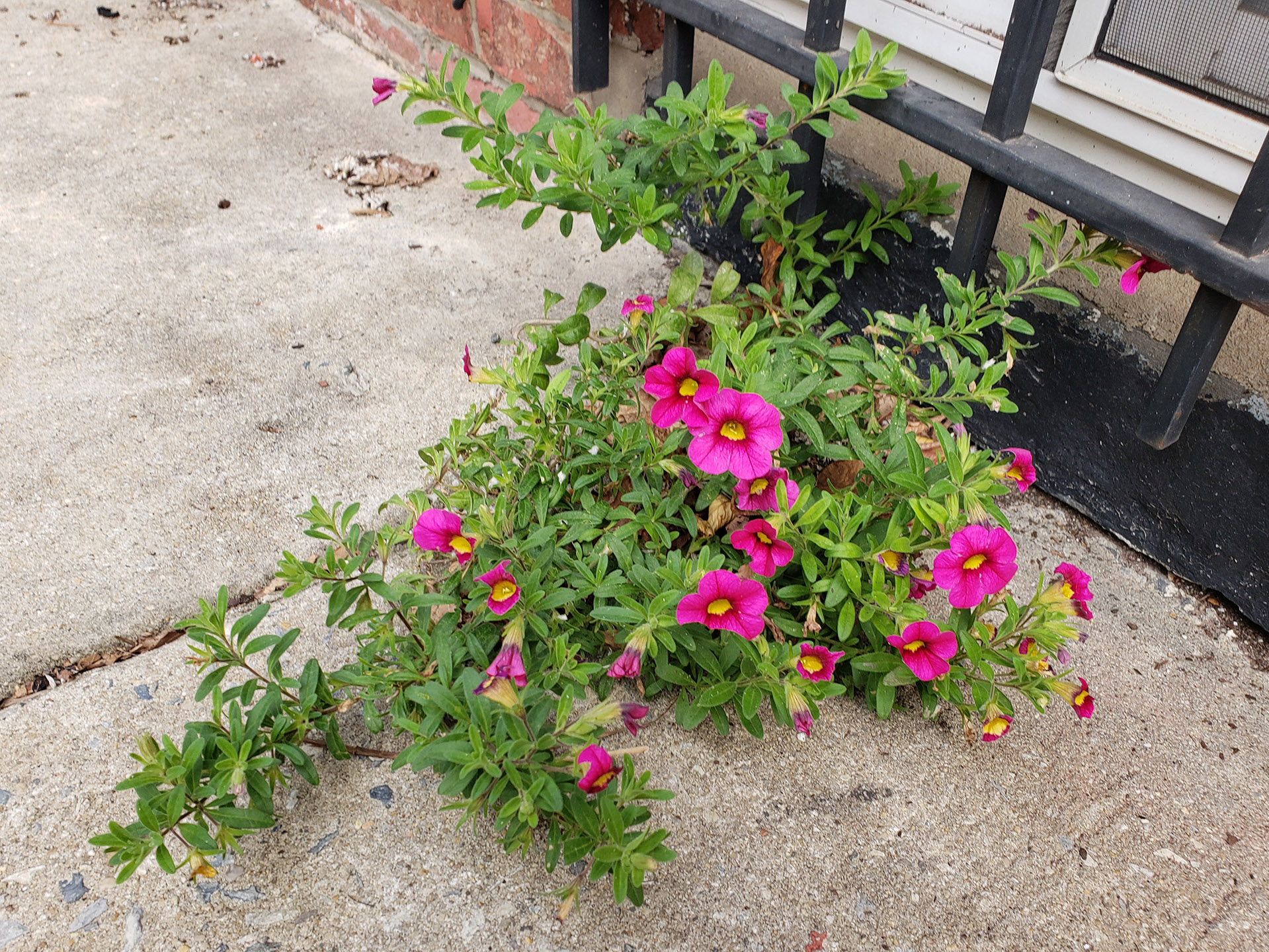 Small-Flowered Calibrachoa growing out of pavement