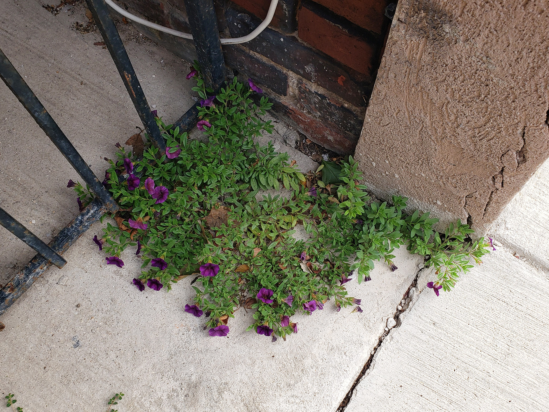 Small-Flowered Calibrachoa growing out of pavement