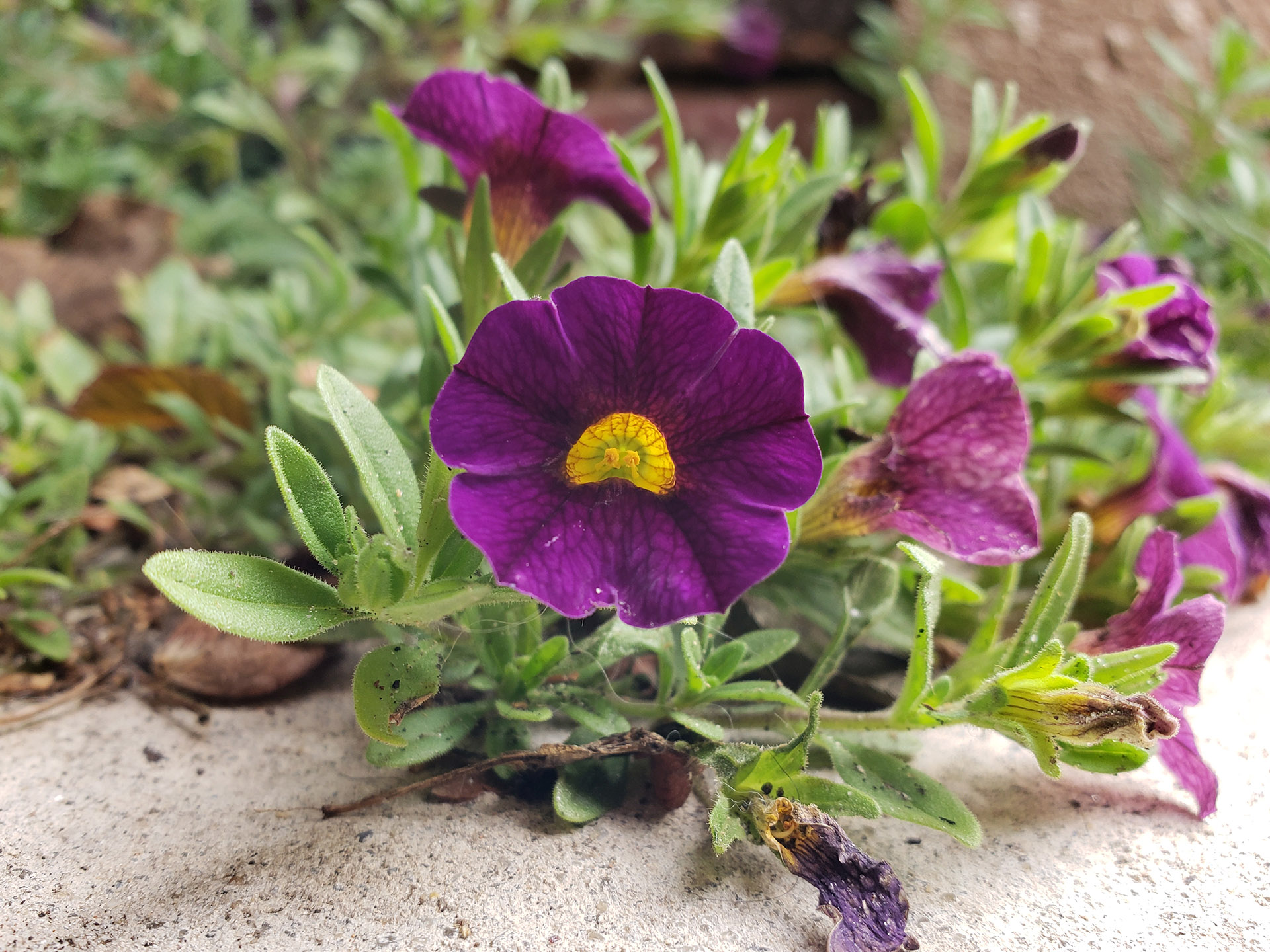 Small-Flowered Calibrachoa growing out of pavement