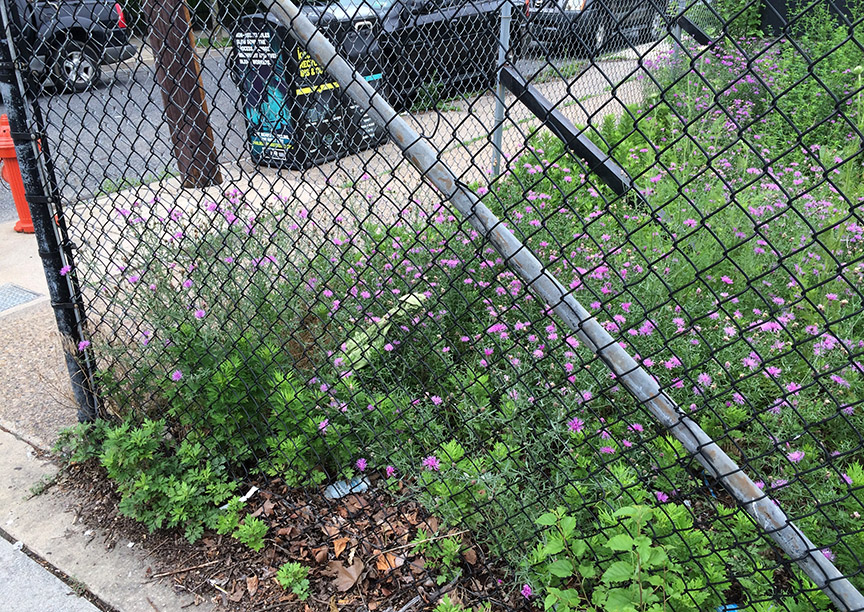 Spotted Knapweed growing in a paved vacant lot