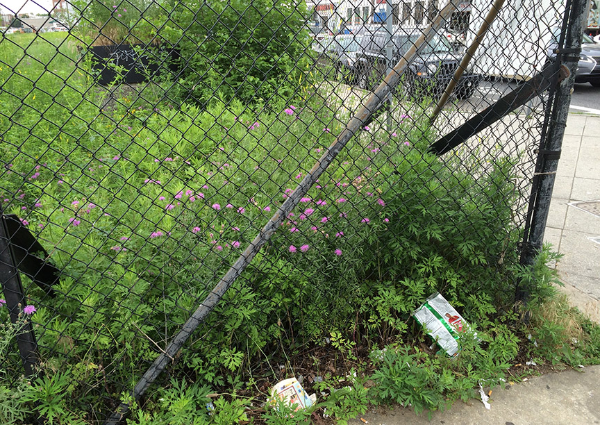 Spotted Knapweed growing in a paved vacant lot