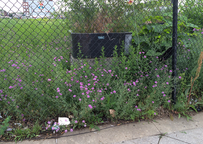 Spotted Knapweed growing in a paved vacant lot