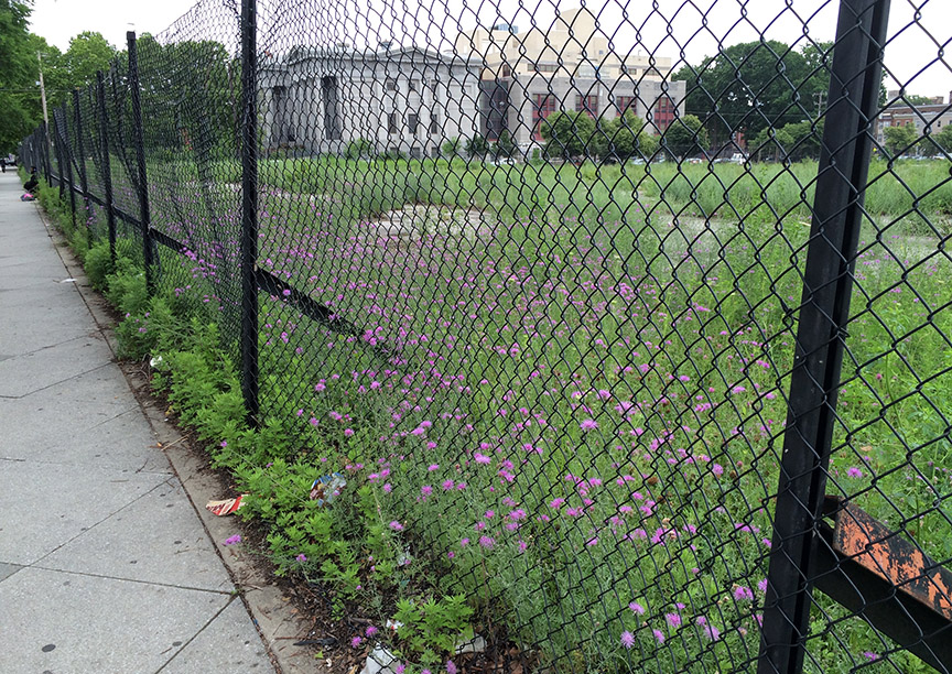 Spotted Knapweed growing in a paved vacant lot