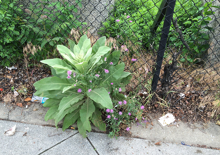 Spotted Knapweed growing in a paved vacant lot