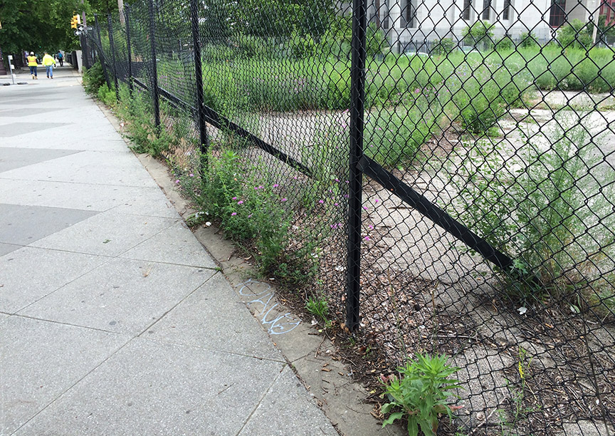 Spotted Knapweed growing in a paved vacant lot