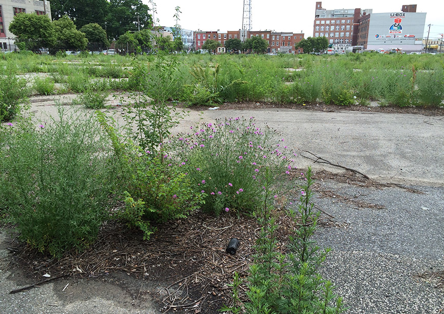 Spotted Knapweed growing in a paved vacant lot