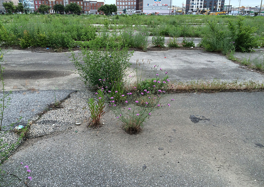 Spotted Knapweed growing in a paved vacant lot