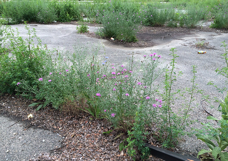 Spotted Knapweed growing in a paved vacant lot