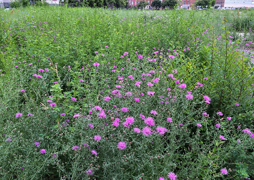 Spotted Knapweed growing in a paved vacant lot