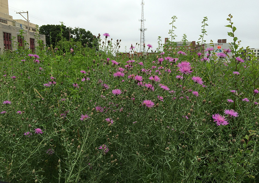 Spotted Knapweed growing in a paved vacant lot