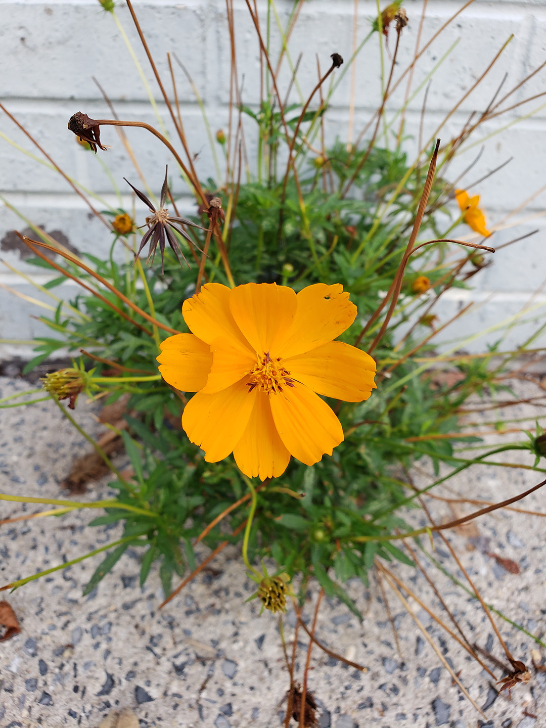 Sulfur Cosmos