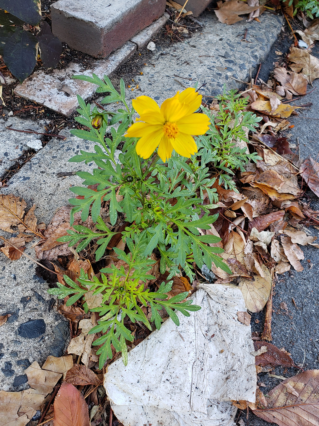 Sulfur Cosmos