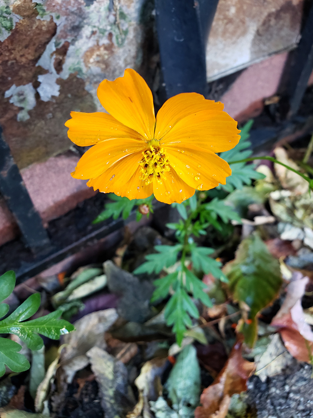 Sulfur Cosmos