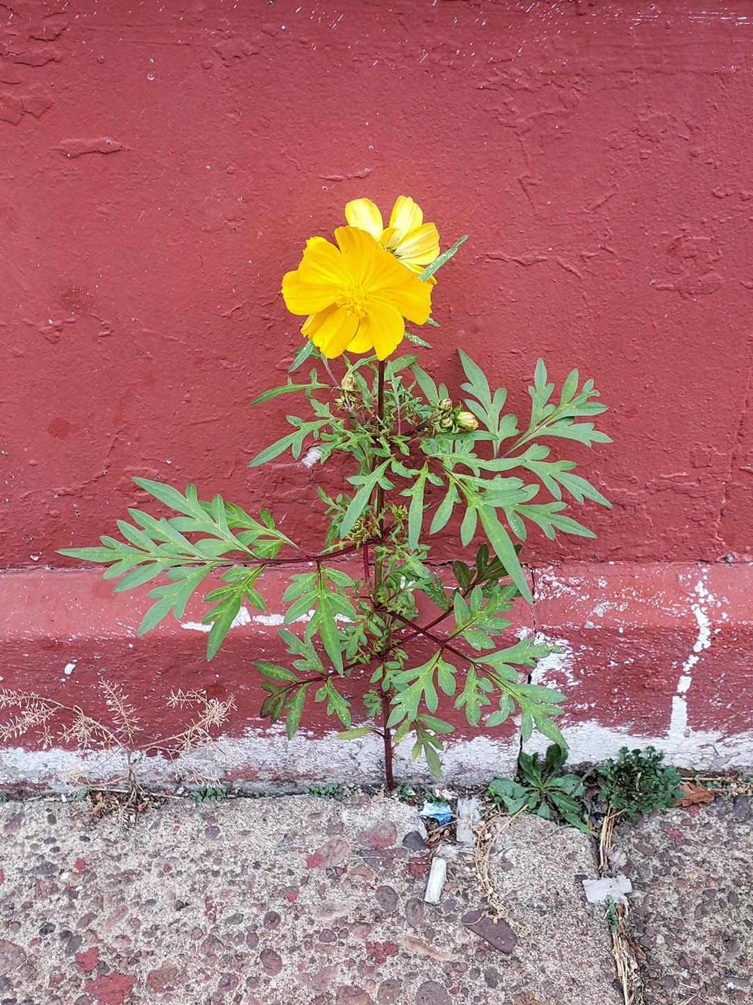 Sulfur Cosmos