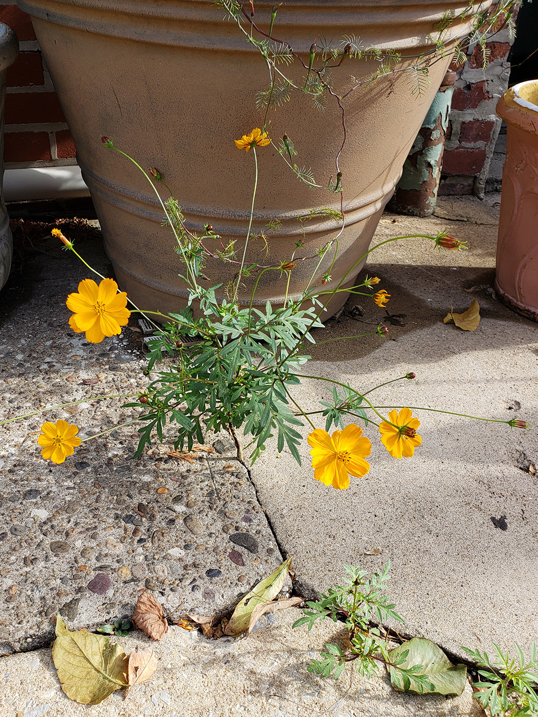 Sulfur Cosmos