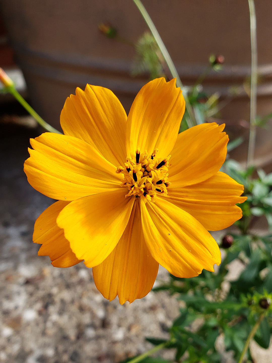 Sulfur Cosmos